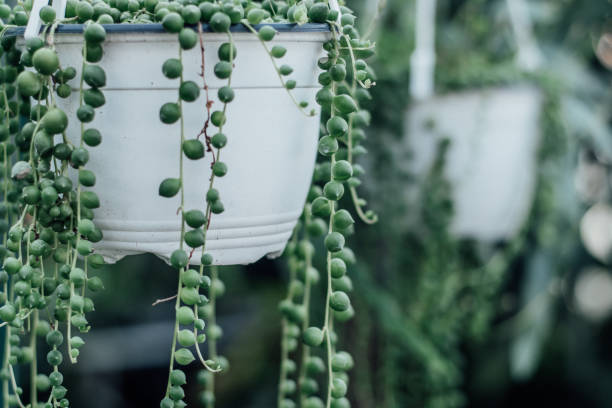 string of pearls succulent plant hanging in a greenhouse, symbolizing calm and serenity - idealist imagens e fotografias de stock