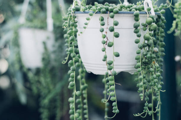 string of pearls succulent plant hanging in a greenhouse, symbolizing calm and serenity - idealist imagens e fotografias de stock