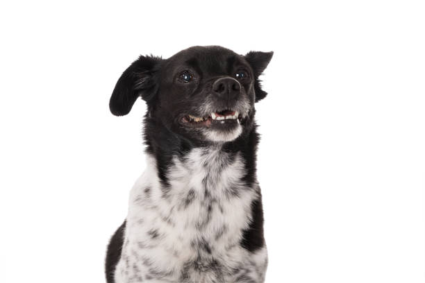 istock Portrait Of A Dog 842133244
