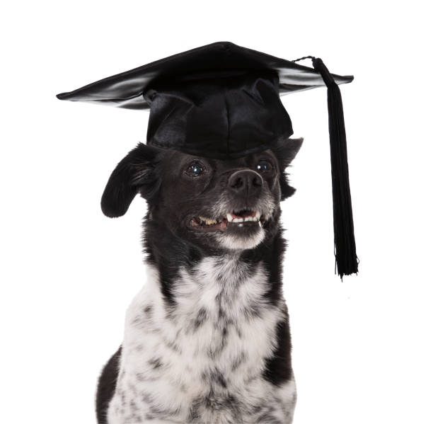 졸업된 개 박격포 보드 입고 - dog graduation hat school 뉴스 사진 이미지