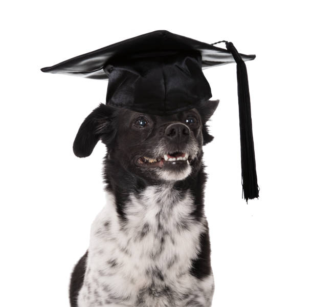 istock Graduated Dog Wearing Mortar Board 842133286