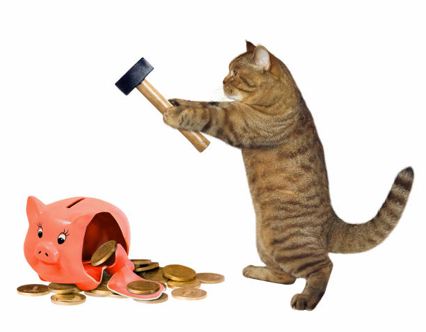 Cat with piggy bank The cat broke a piggy bank with a hammer. White background. money cat stock pictures, royalty-free photos & images