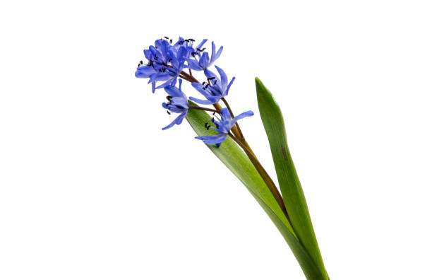 istock Beautiful blue natural fresh snowdrops flowers 842133354