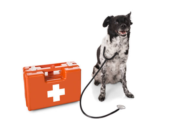 istock Dog With Stethoscope And First Aid Kit 842133358