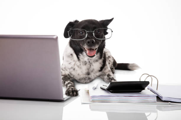 istock Dog Wearing Eyeglasses With Laptop And Calculator 842133366