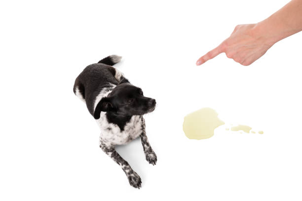 istock Person Scolding Dog 842133394