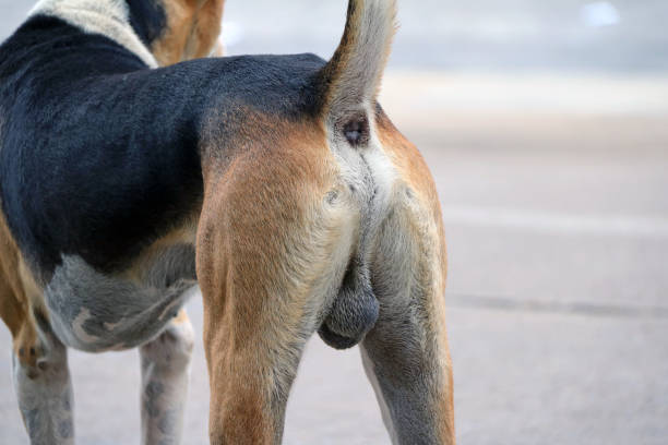 Dog ass of Thai black and brown stray dog standing on the street. dog ass hole and testicular dog. stock photo