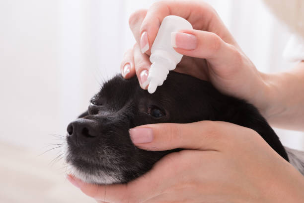 istock Vet Applying Eye Drop In Dog's Eye 842134318