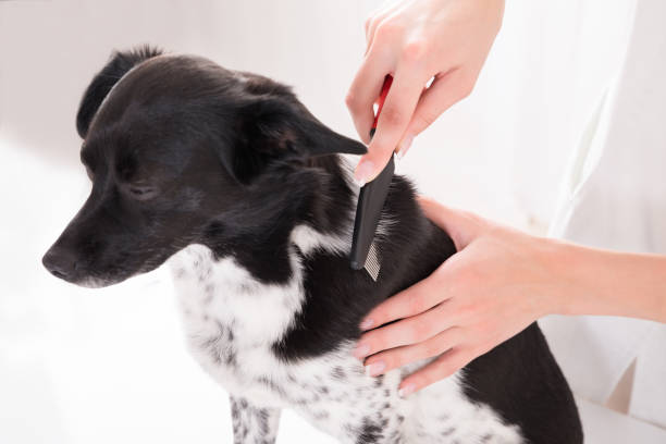 istock Vet Combing Dog's Hair 842137376