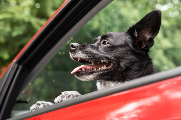 istock Dog Traveling By Car 842137812