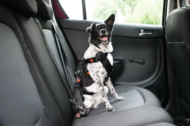 Photo of Dog Sitting In A Car