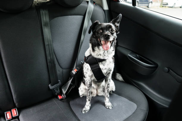 istock Dog Sitting In A Car 842138042