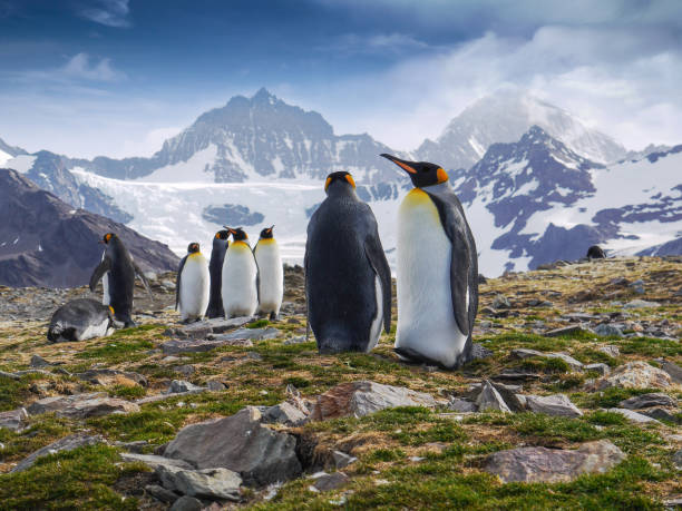 Low angle view of a small group of king penguins in St. Andrew's Bay, South Georgia Island with snowcapped mountains in the background. stock photo