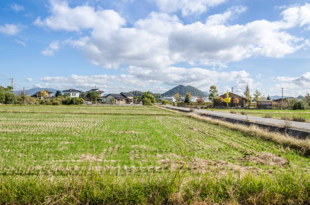 istock Paddy field in japan after havest time 842143750