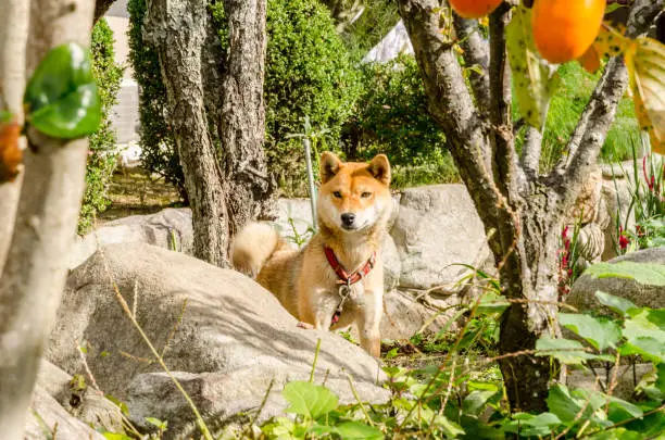 Dog (Akita dog or akita inu) in the house garden