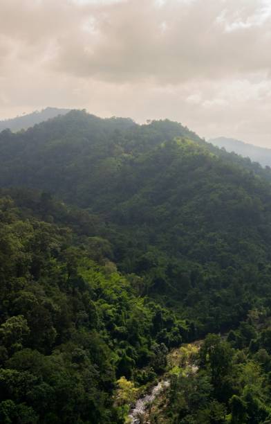 istock Aerial view of the forest 842148550