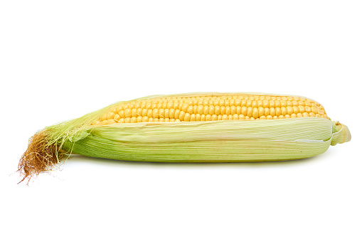 raw fresh Corn Isolated on white background.