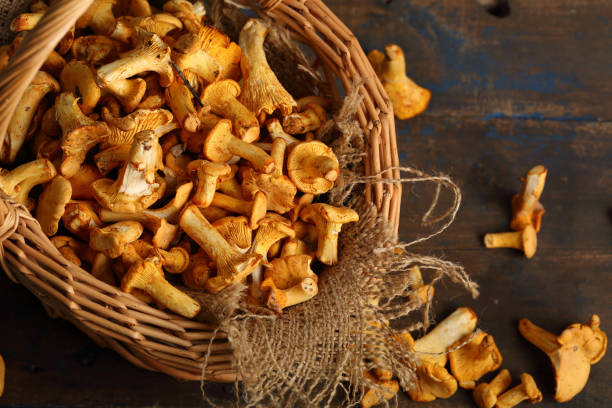 istock Fresh chanterelle mushrooms, food 842149184