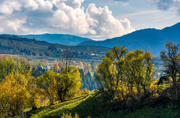 istock orchard on a hillside in beautiful countryside 842149412