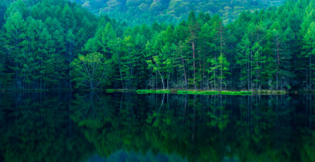 緑の森は静かな湖に反映 - spring forest scenics reflection ストックフォトと画像