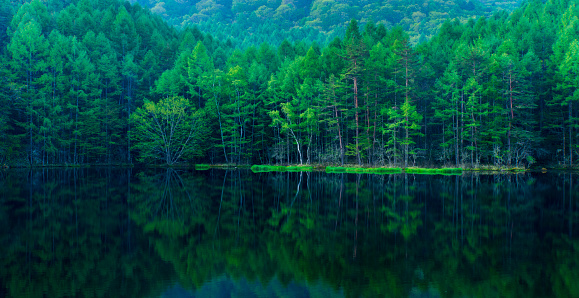 Green forest reflected in calm lake