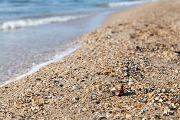 istock Vacation relax concept, sea landscape with shell and waves 842155988