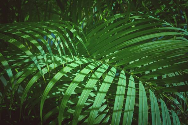 istock Green leaves of palm tree background 842156004