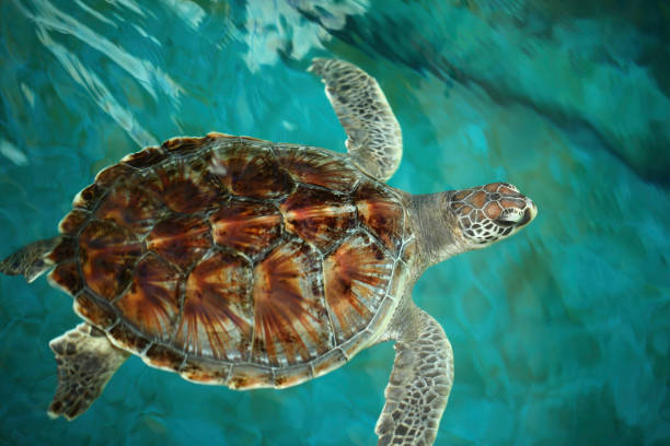 istock Sea turtles are swimming. 842156154