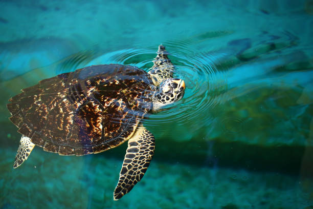 istock Sea turtles are swimming. 842156162