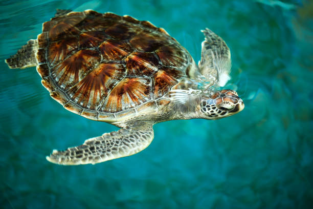 istock Sea turtles are swimming. 842156164