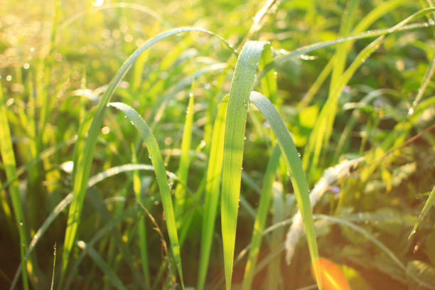 istock Sunrise and green grass with dew drop 842156606