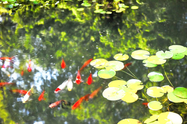istock landscape of arboretum 842156610