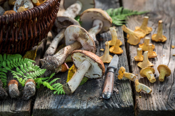 istock Fresh wild mushrooms full of flavour and aromatic 842162616
