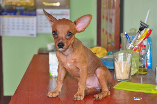 Dwarf Pinscher Lady Marie is a great friend of the family.