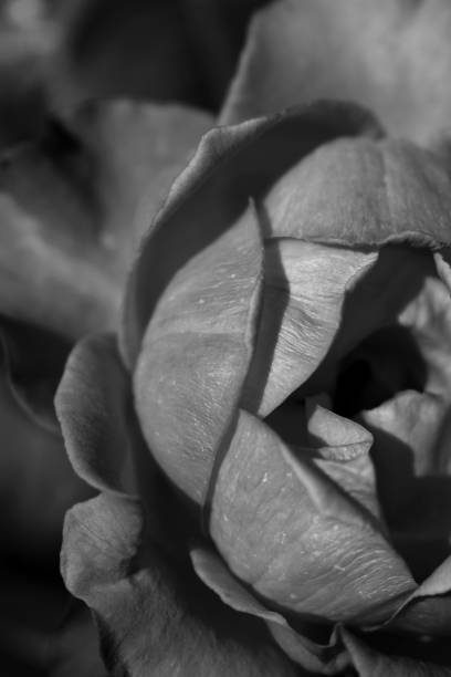 istock Beautiful black and white rose 842163224