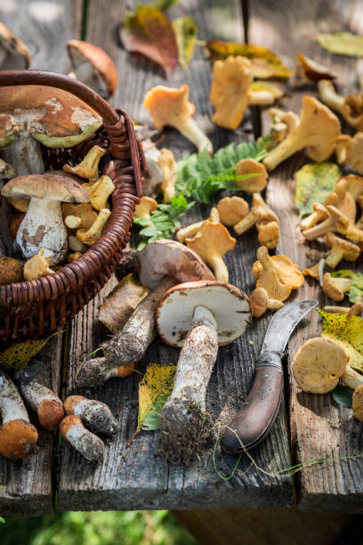istock Edible wild mushrooms on old wooden rustic table 842163956