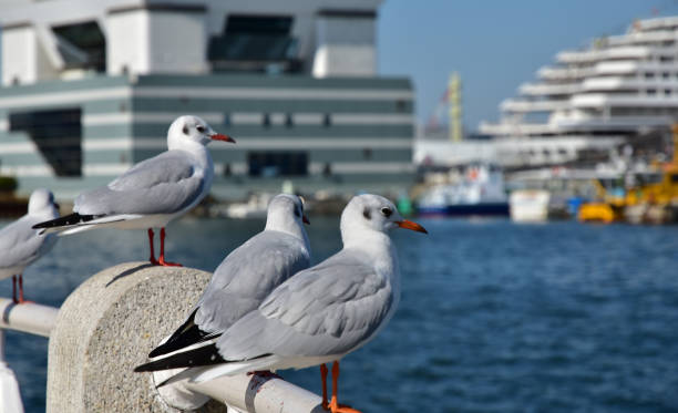 istock The seabird which rests at a wharf in a harbor 842164124