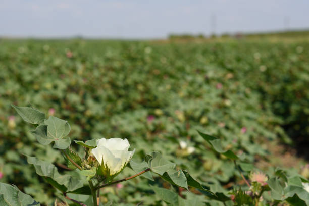istock Close-up of a cotton flower 842164494