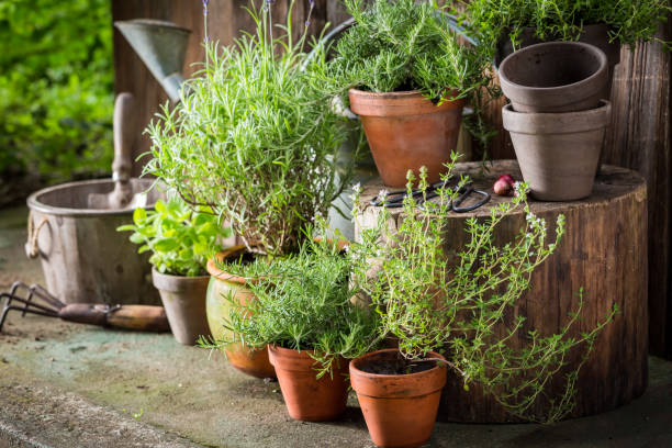 istock Green and ecological herbs in old clay pots 842170926