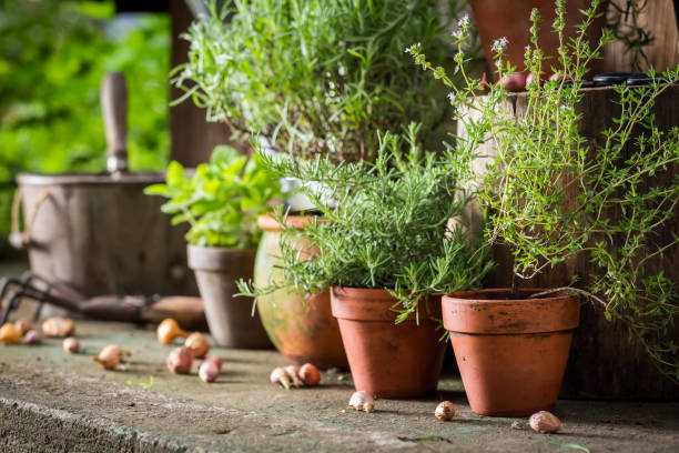 istock Aromatic and healthy herbs on the old porch 842170962