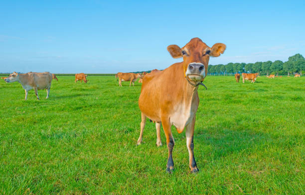 istock Cows in a green meadow in sunlight in summer 842173172