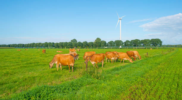 istock Cows in a green meadow in sunlight in summer 842173204