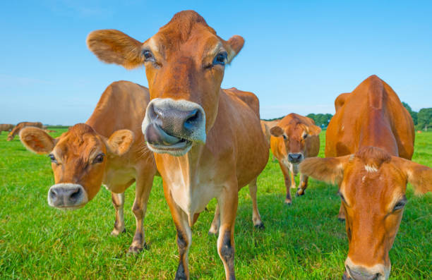 istock Cows in a green meadow in sunlight in summer 842173300