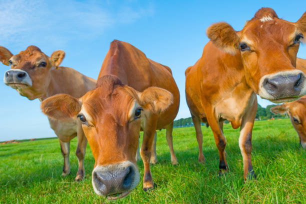 istock Cows in a green meadow in sunlight in summer 842173388