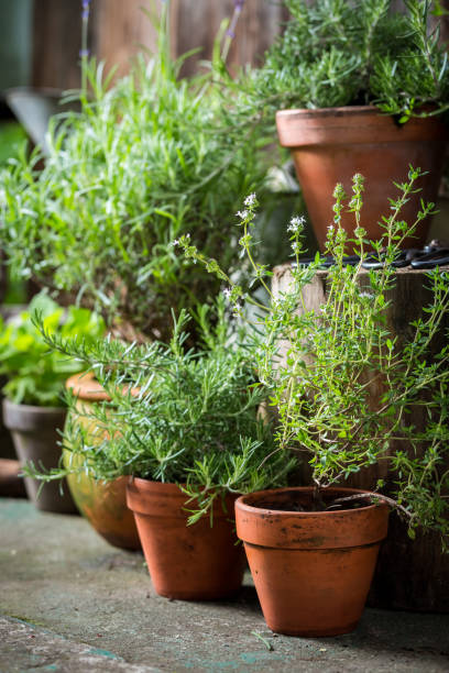 istock Homegrown and aromatic herbs in summer garden 842173436