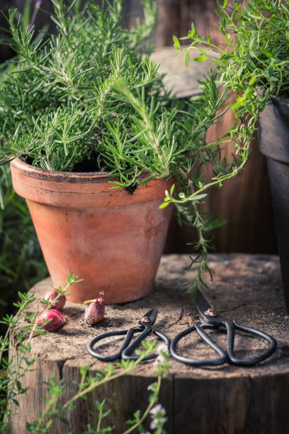 istock Fresh and green herbs in the countryside 842174034