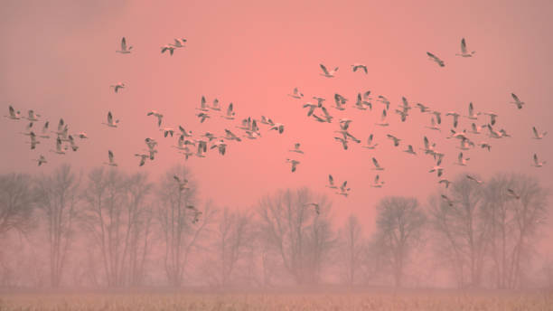 istock Snow geese in fog 842174114
