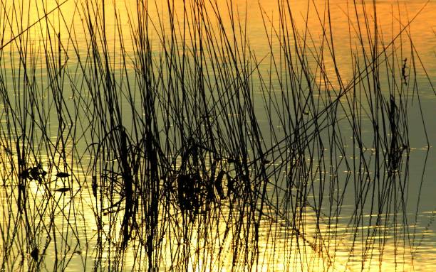 istock Golden sunset water weeds 842174146