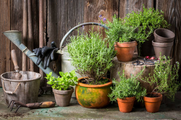 istock Homegrown and aromatic herbs in old clay pots 842174306
