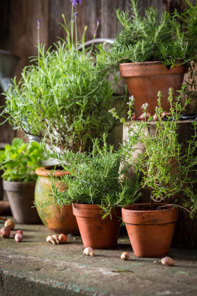 istock Fresh and green herbs in old clay pots 842174498